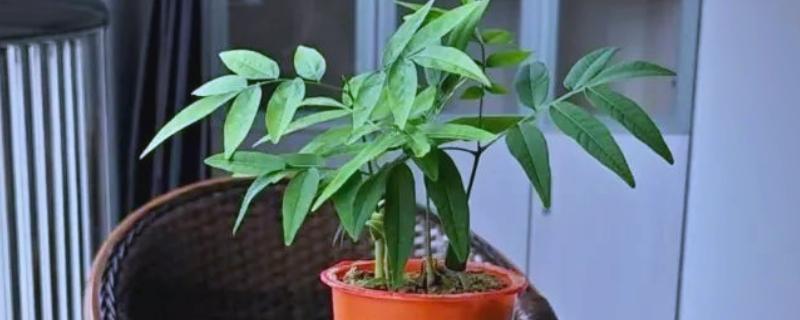无患子树盆栽怎么种，温度要控制在10-26℃