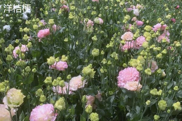 洋桔梗和桔梗花有什么区别，品种、株高、叶片等方面都不同