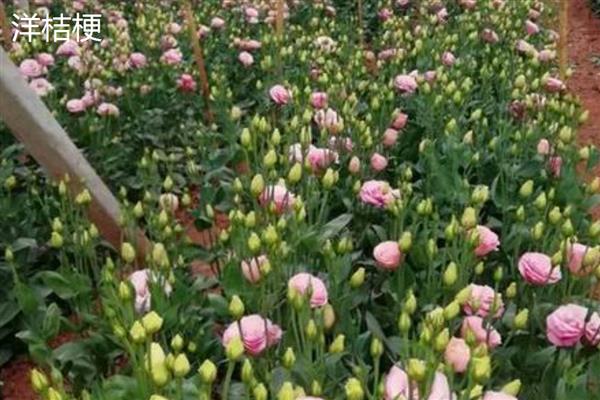 洋桔梗和桔梗花有什么区别，品种、株高、叶片等方面都不同