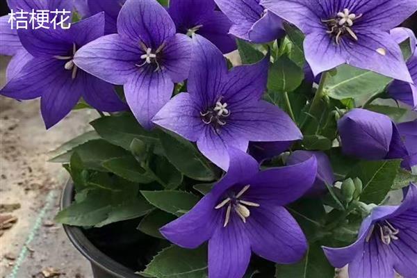 洋桔梗和桔梗花有什么区别，品种、株高、叶片等方面都不同