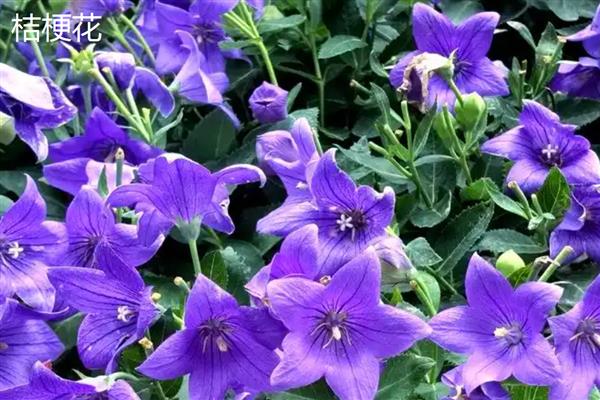 洋桔梗和桔梗花有什么区别，品种、株高、叶片等方面都不同