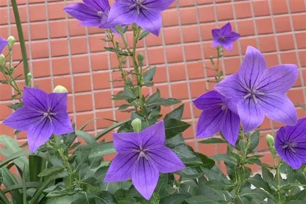 洋桔梗和桔梗花有什么区别，品种、株高、叶片等方面都不同