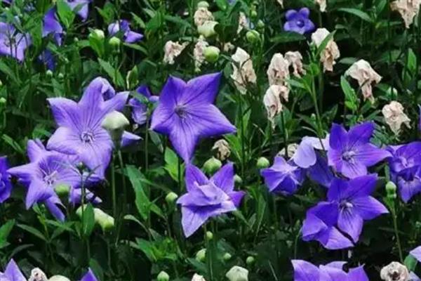 洋桔梗和桔梗花有什么区别，品种、株高、叶片等方面都不同
