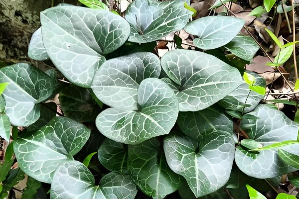 细辛冬天会不会被冻死，可以忍耐-40℃以下的低温