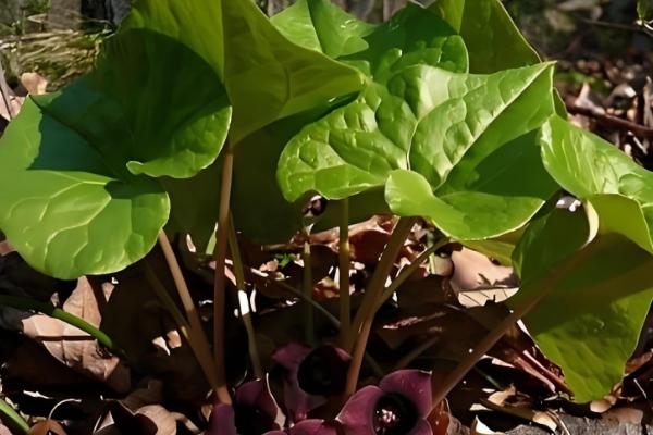 细辛冬天会不会被冻死，可以忍耐-40℃以下的低温