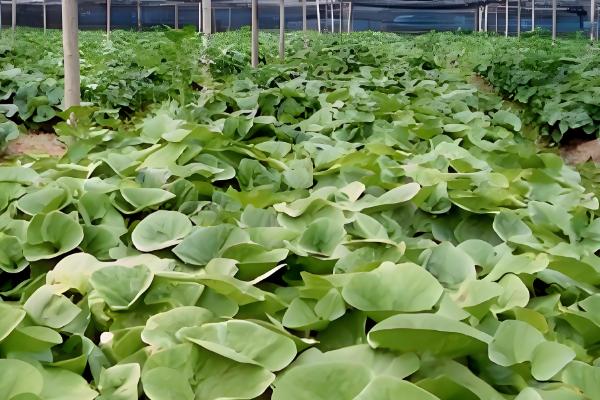 细辛冬天会不会被冻死，可以忍耐-40℃以下的低温