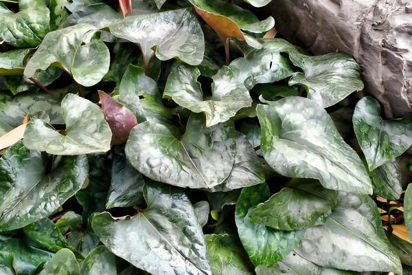 细辛冬天会不会被冻死，可以忍耐-40℃以下的低温