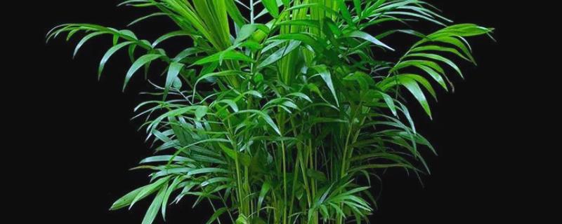 袖珍椰子怎么栽培，常年放在无强光直射的位置