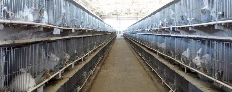 家庭养兔怎么建兔舍,进出口要设置好消毒池