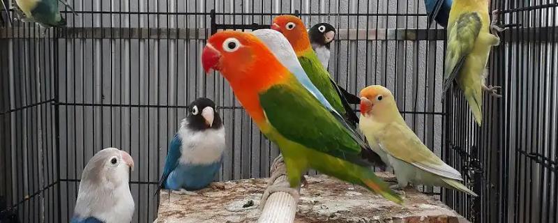 鹦鹉拉绿便的原因，可能是因为投喂的食物不合适