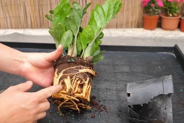 金钱树烂根怎么办,剪除腐烂部位经过消毒再重栽