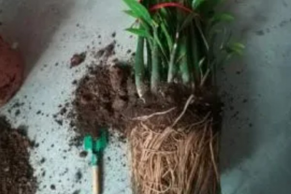 金钱树烂根怎么办,剪除腐烂部位经过消毒再重栽