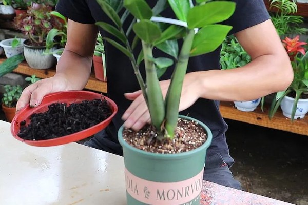 金钱树烂根怎么办,剪除腐烂部位经过消毒再重栽