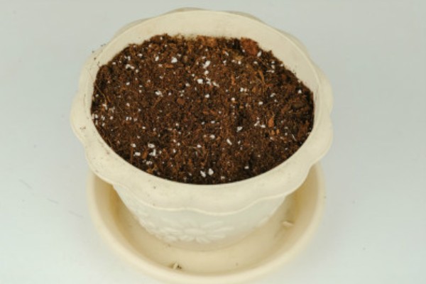 金钱树烂根怎么办,剪除腐烂部位经过消毒再重栽