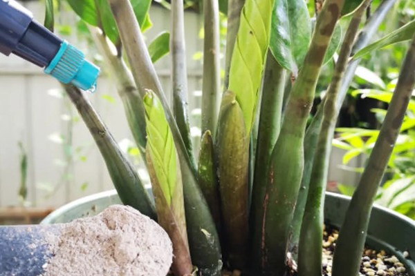 金钱树烂根怎么办,剪除腐烂部位经过消毒再重栽