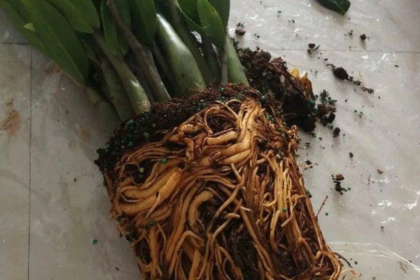 金钱树烂根怎么办,剪除腐烂部位经过消毒再重栽