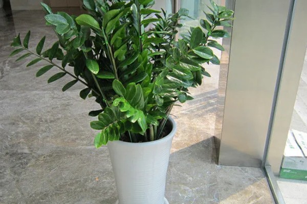 金钱树烂根怎么办,剪除腐烂部位经过消毒再重栽