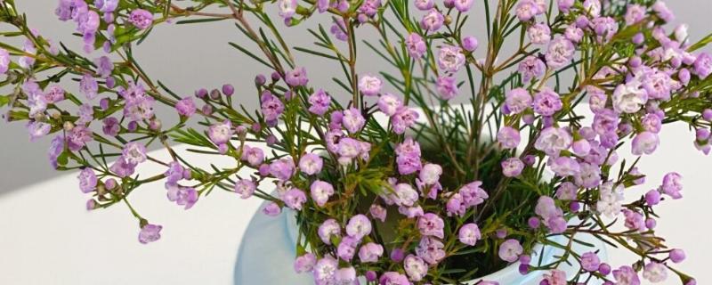 澳梅是染色的吗，并不是都是染色的