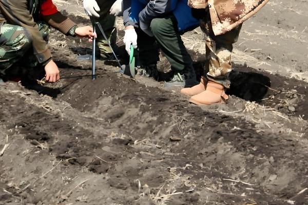 小麦播种过晚的对策，以划锄和补肥补水为主