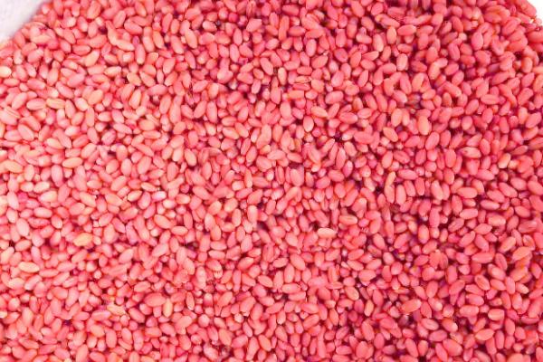 小麦播种过晚的对策，以划锄和补肥补水为主