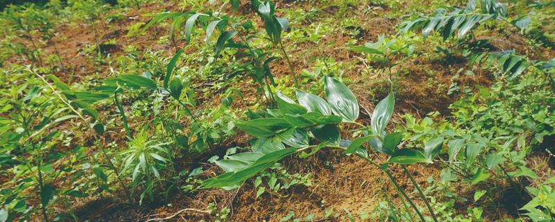 黄精的市场需求量大吗，市场需求量比较大