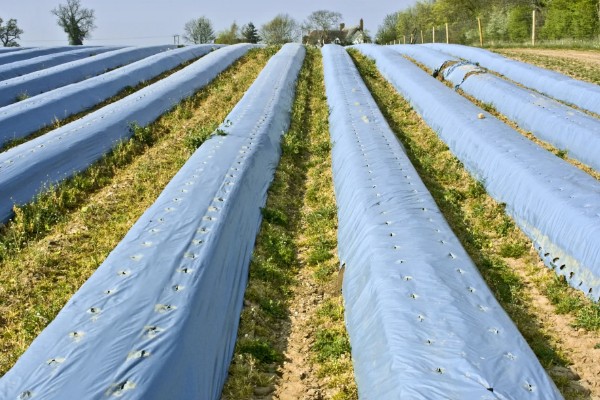 怎么区分农膜的质量，从以下7点出发去挑选