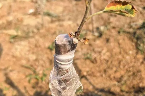 嫁接果苗枯死的原因，可能是砧木和接穗不亲和所致