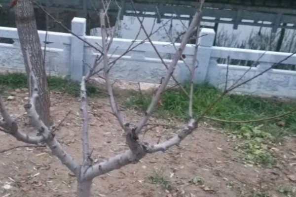 嫁接果苗枯死的原因，可能是砧木和接穗不亲和所致