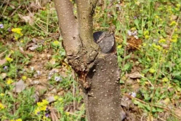 嫁接果苗枯死的原因，可能是砧木和接穗不亲和所致