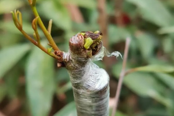嫁接果苗枯死的原因，可能是砧木和接穗不亲和所致