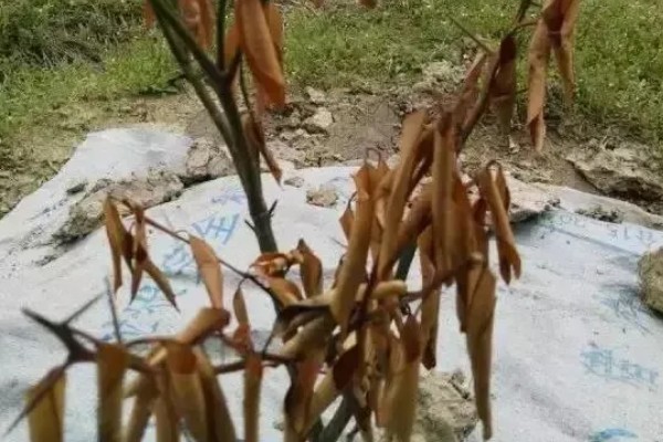 嫁接果苗枯死的原因，可能是砧木和接穗不亲和所致