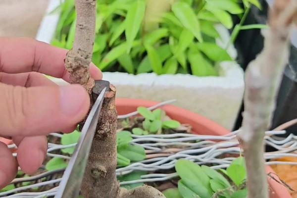 嫁接果苗枯死的原因，可能是砧木和接穗不亲和所致