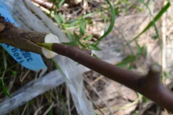 嫁接果苗枯死的原因，可能是砧木和接穗不亲和所致