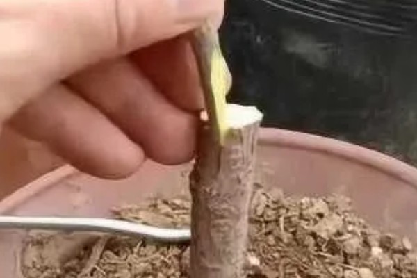 嫁接果苗枯死的原因，可能是砧木和接穗不亲和所致