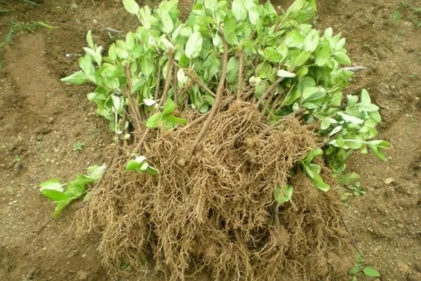 嫁接果苗枯死的原因，可能是砧木和接穗不亲和所致