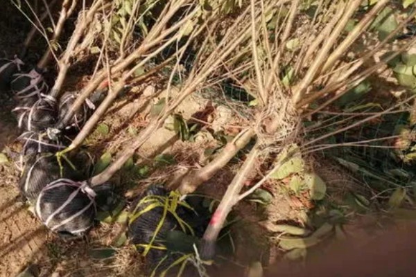 嫁接果苗枯死的原因，可能是砧木和接穗不亲和所致