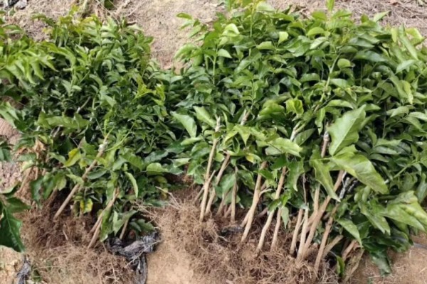 嫁接果苗枯死的原因，可能是砧木和接穗不亲和所致