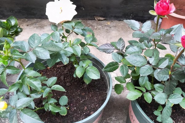 月季不开花如何处理,视情况采取对应措施