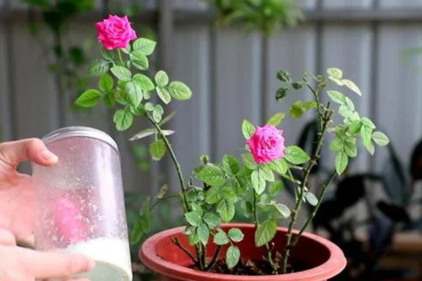 月季不开花如何处理,视情况采取对应措施