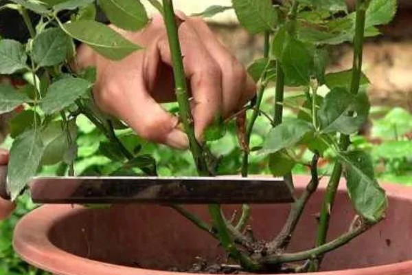 月季不开花如何处理,视情况采取对应措施