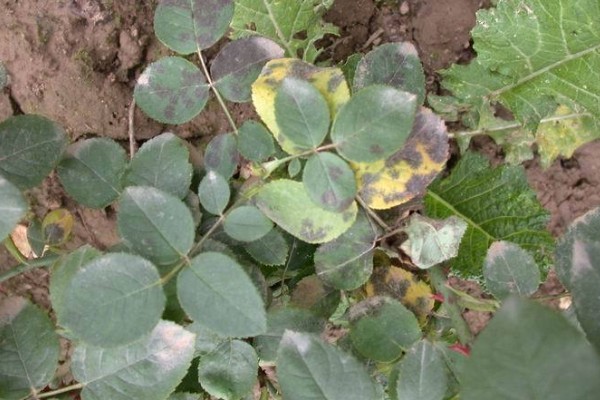 月季不开花如何处理,视情况采取对应措施