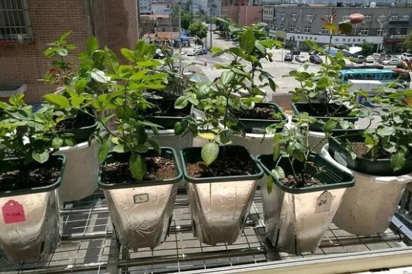 月季不开花如何处理,视情况采取对应措施