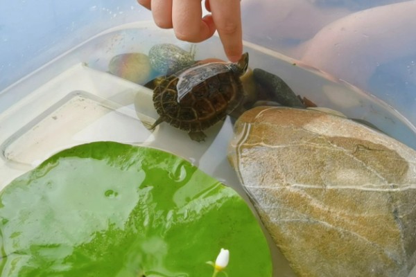 养乌龟的冬天注意事项,冬天喂食通常要减少一些