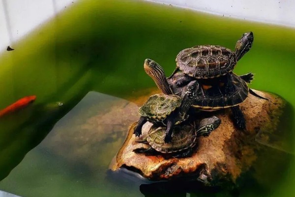 养乌龟的冬天注意事项,冬天喂食通常要减少一些