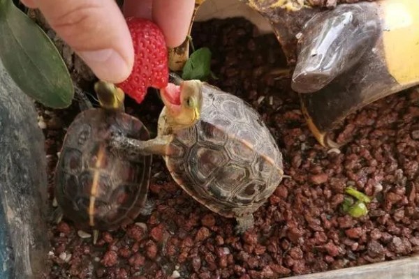 养乌龟的冬天注意事项,冬天喂食通常要减少一些