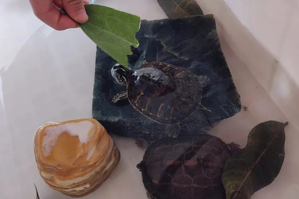 养乌龟的冬天注意事项,冬天喂食通常要减少一些