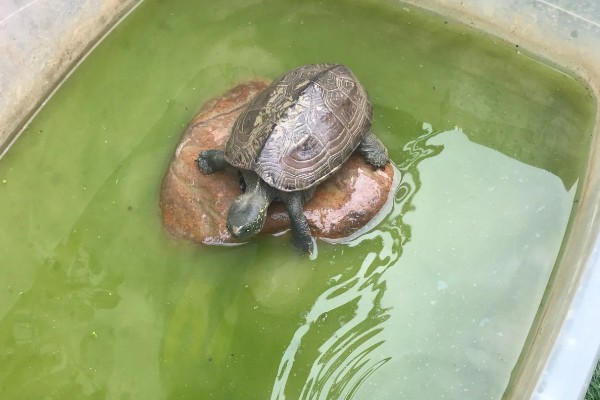 养乌龟的冬天注意事项,冬天喂食通常要减少一些