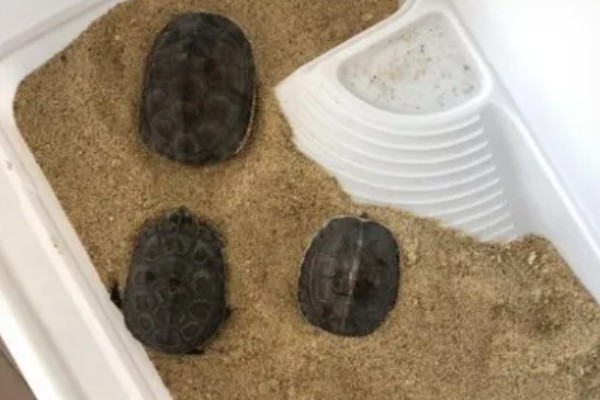 养乌龟的冬天注意事项,冬天喂食通常要减少一些