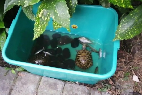 养乌龟的冬天注意事项,冬天喂食通常要减少一些