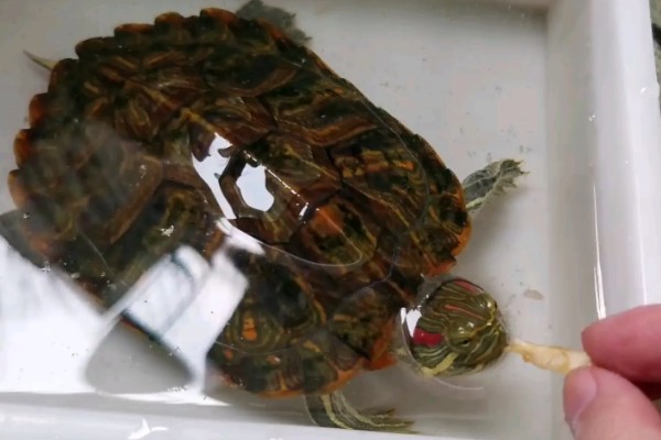 养乌龟的冬天注意事项,冬天喂食通常要减少一些